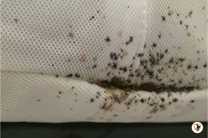 Bed Bugs 2
