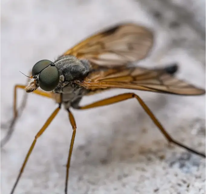Fly