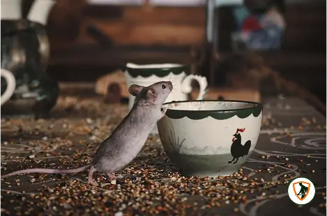 Rodent and Rates 2