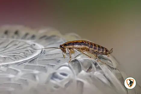 مكافحة الصراصير في الكويت