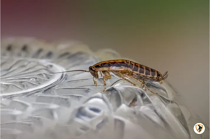 cockroaches 2